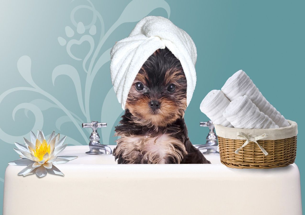 hallandale-pet-salon-svoi-us